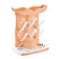 Baby Bottle Drying Rack